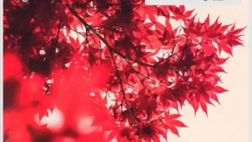 EDX – We Can’t Give Up ft. Tom Gregory (Extended