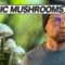 Magic Mushrooms, Zauberpilze – wie wirken sie? Sind die gefährlich?