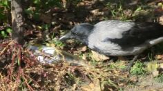 Die Krähe und die Flasche / Crow and bottle