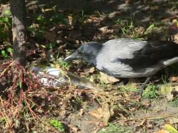 Die Krähe und die Flasche / Crow and bottle