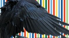 Groove Noir: Ryba@Club der Visionäre, Berlin 30.05.23