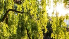 Felix Hk @ Club Der Visionaere 06.06.2021